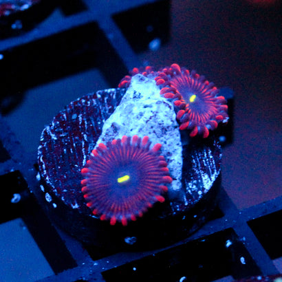JC Purple People Eater Zoanthid