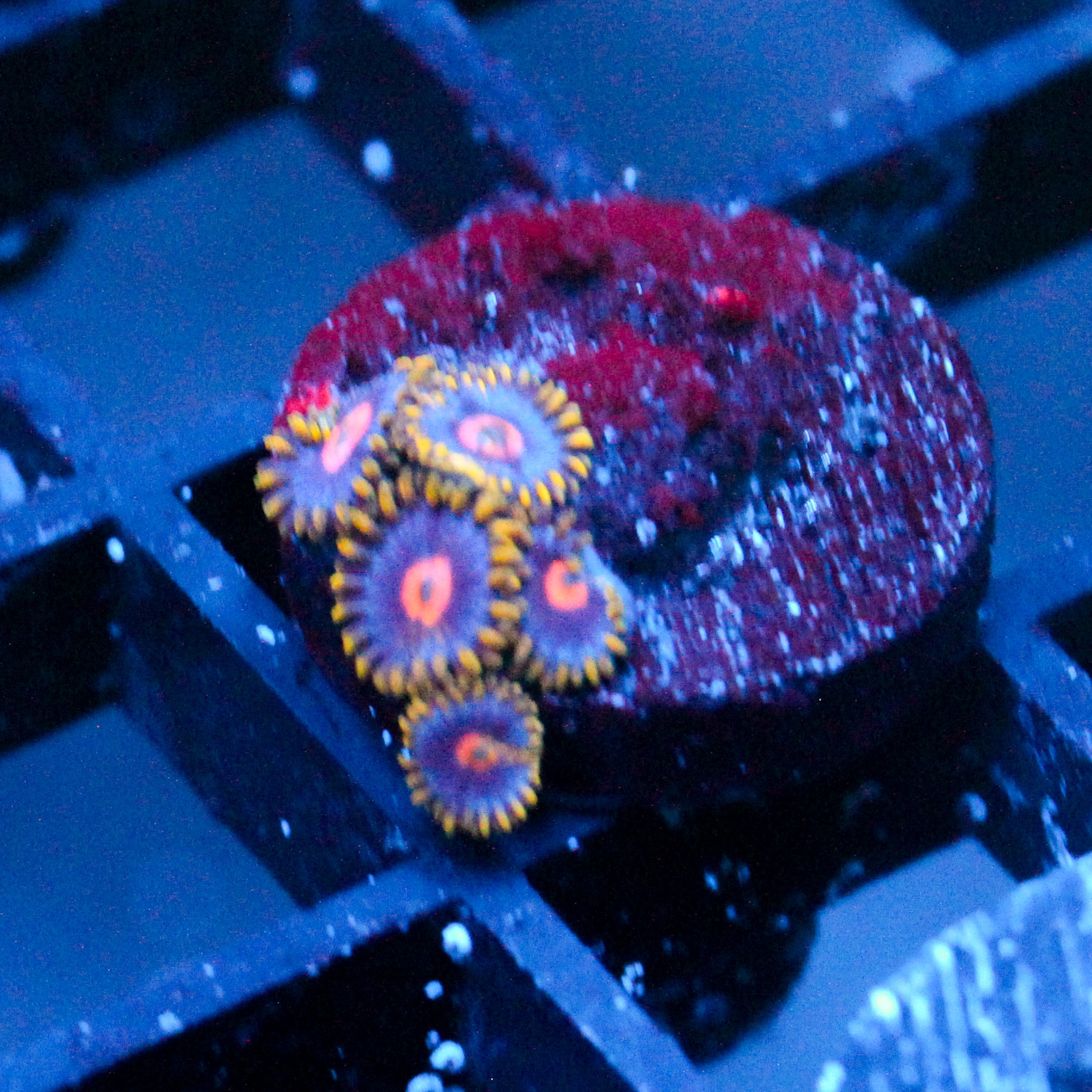 JC Gold Burn Zoanthid
