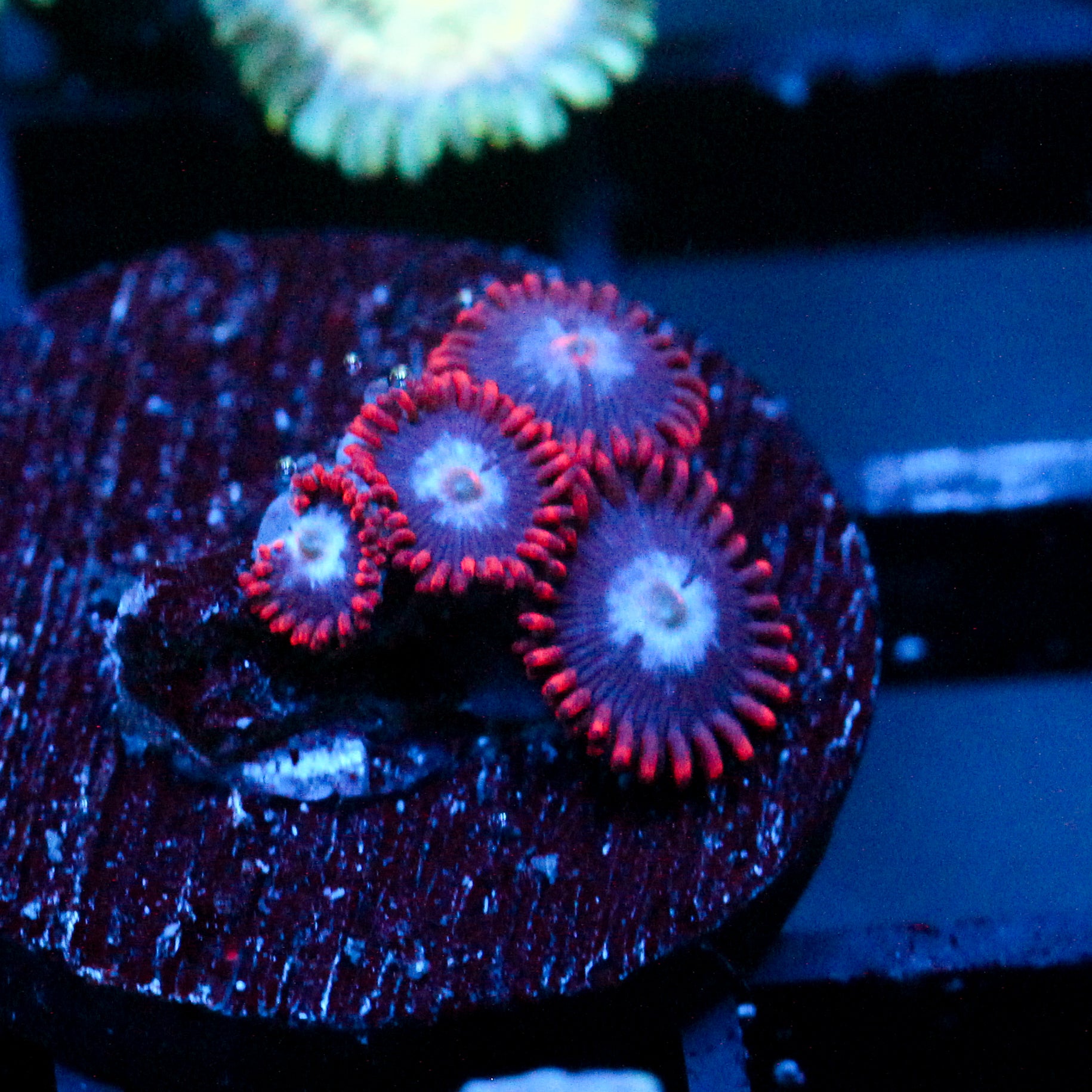 JC Edge of Reality Zoanthid
