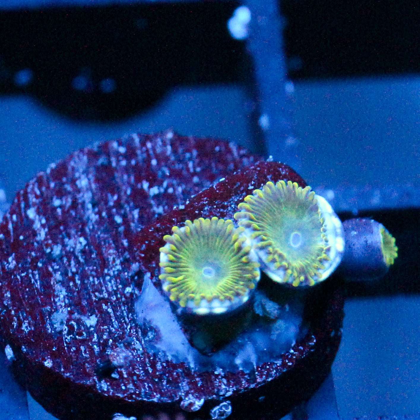 JC Lady Liberty Zoanthid