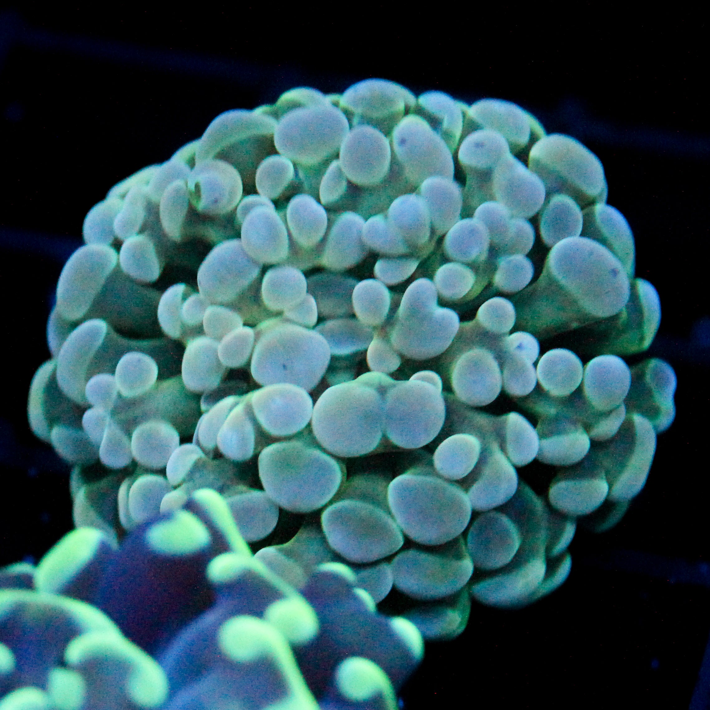 JC Glowstone Frammer