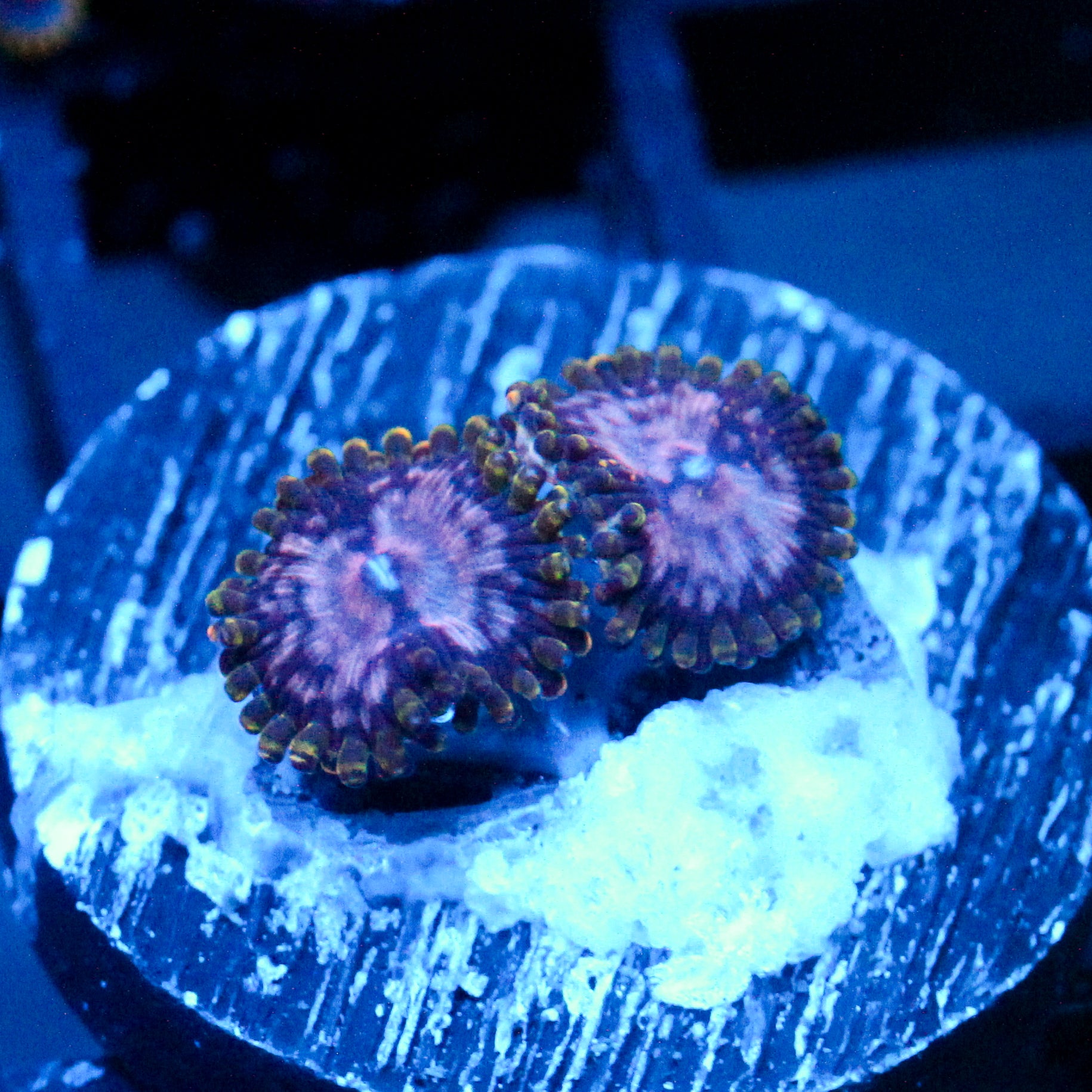 JC Purple Monster Zoanthid