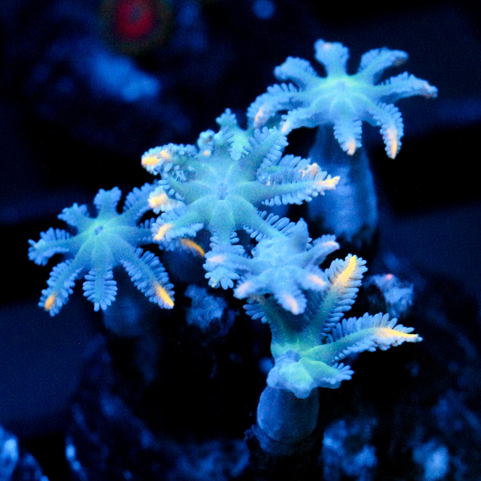 JC Orange Tip Clove Polyp