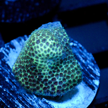 JC Poroites Coral