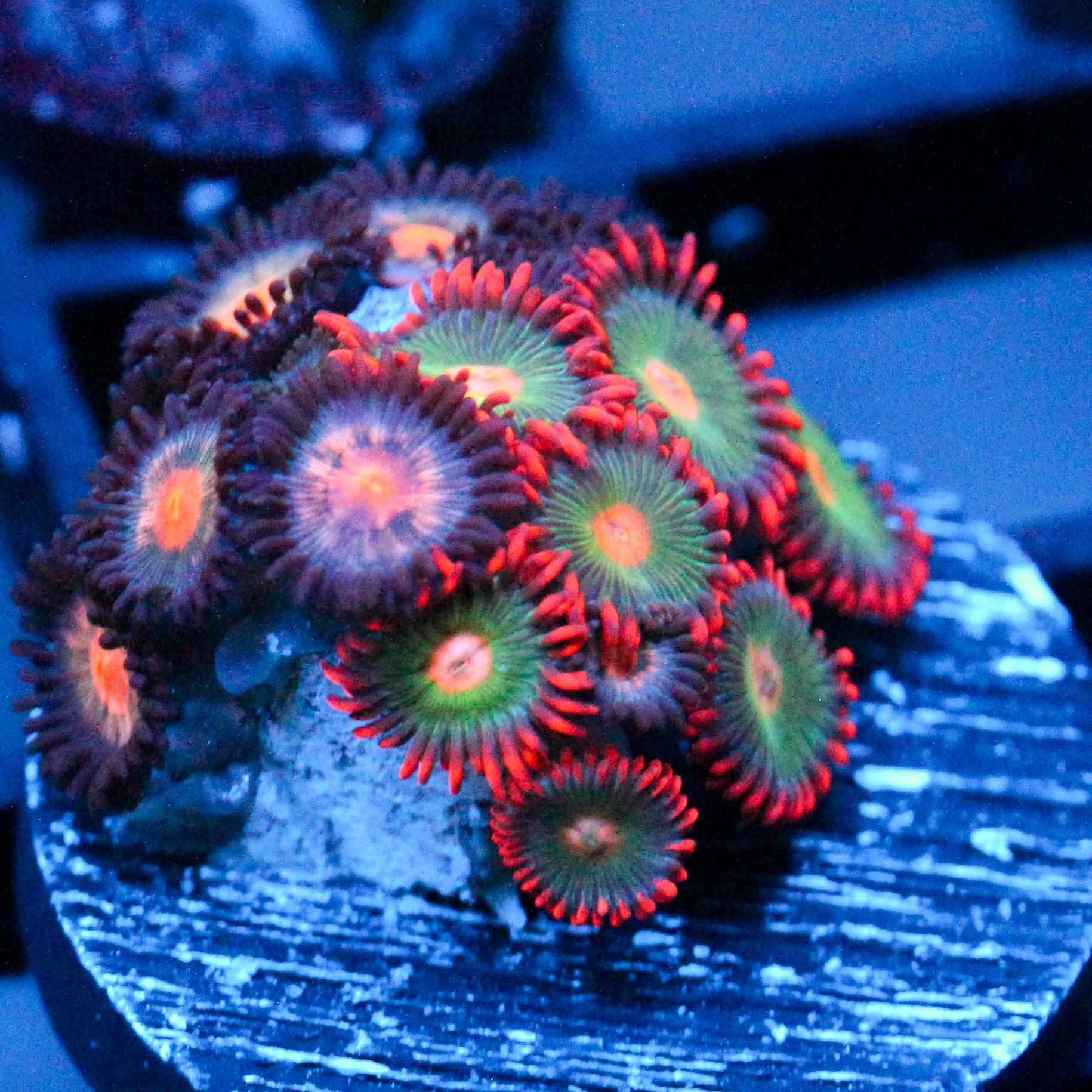 JC Plumb Insanity + Gatorade Zoanthid
