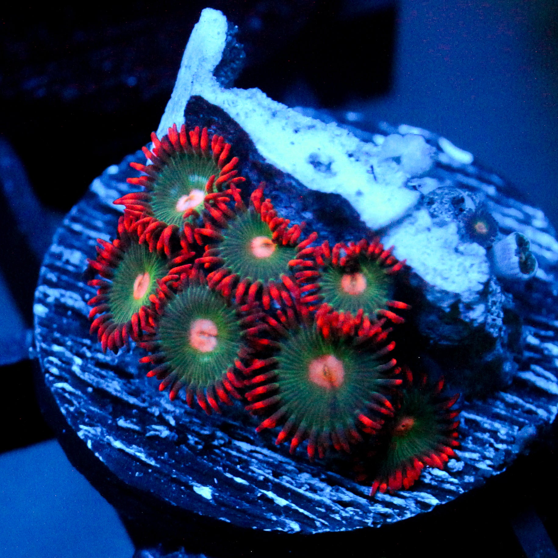 JC Gatorade Zoanthids