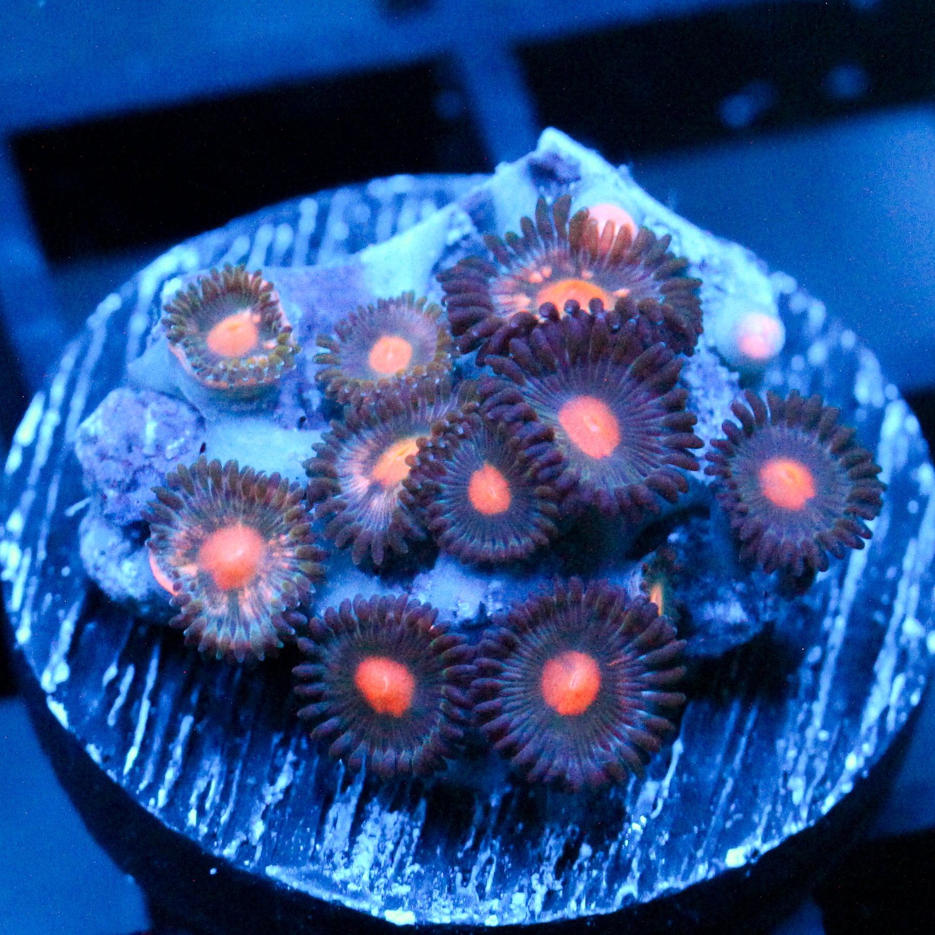 JC Dark Verth + Plumb Insanity Zoanthid