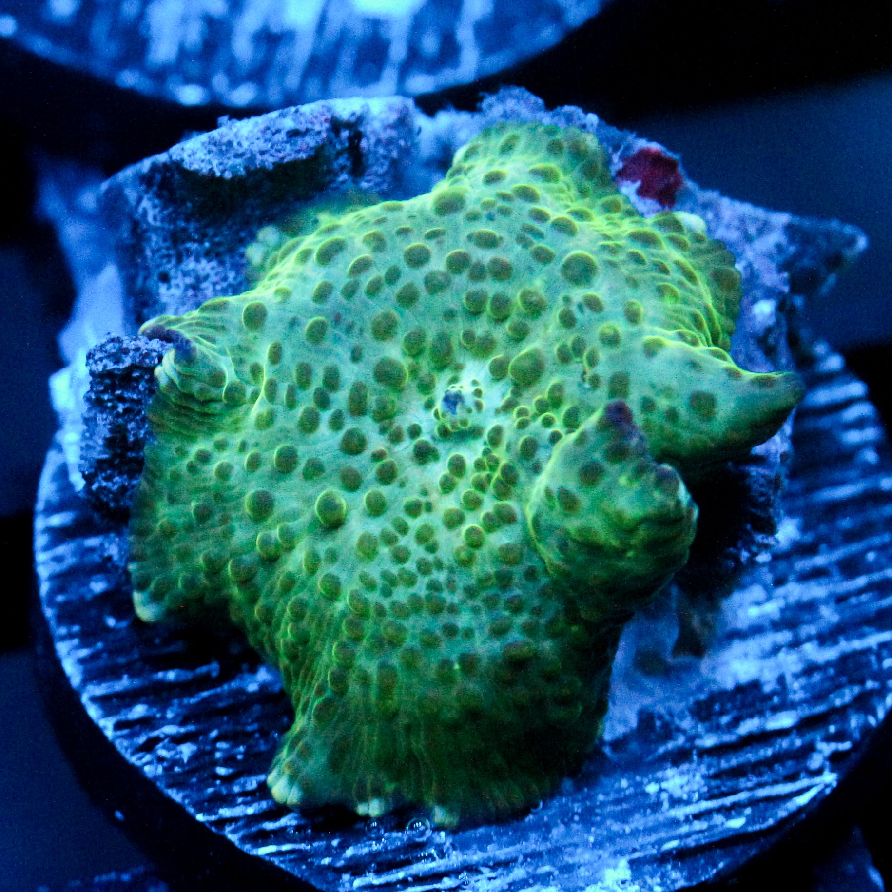 JC Frog Skin Discosoma