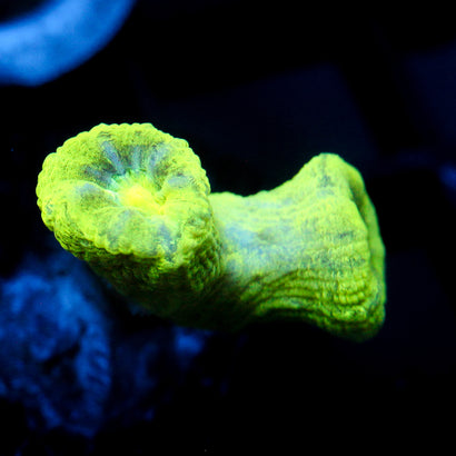 JC Trumpet Coral