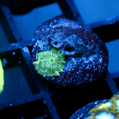 JC Baby Watermelon Rind Discosoma