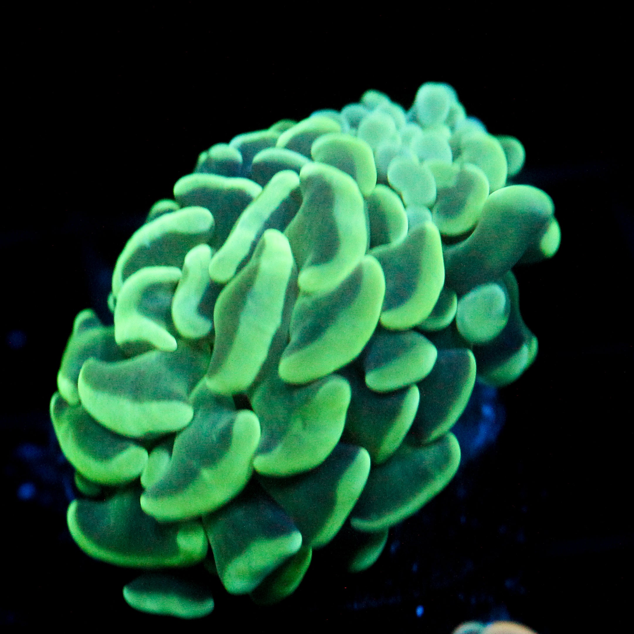 JC Irish Bouquet Hammer