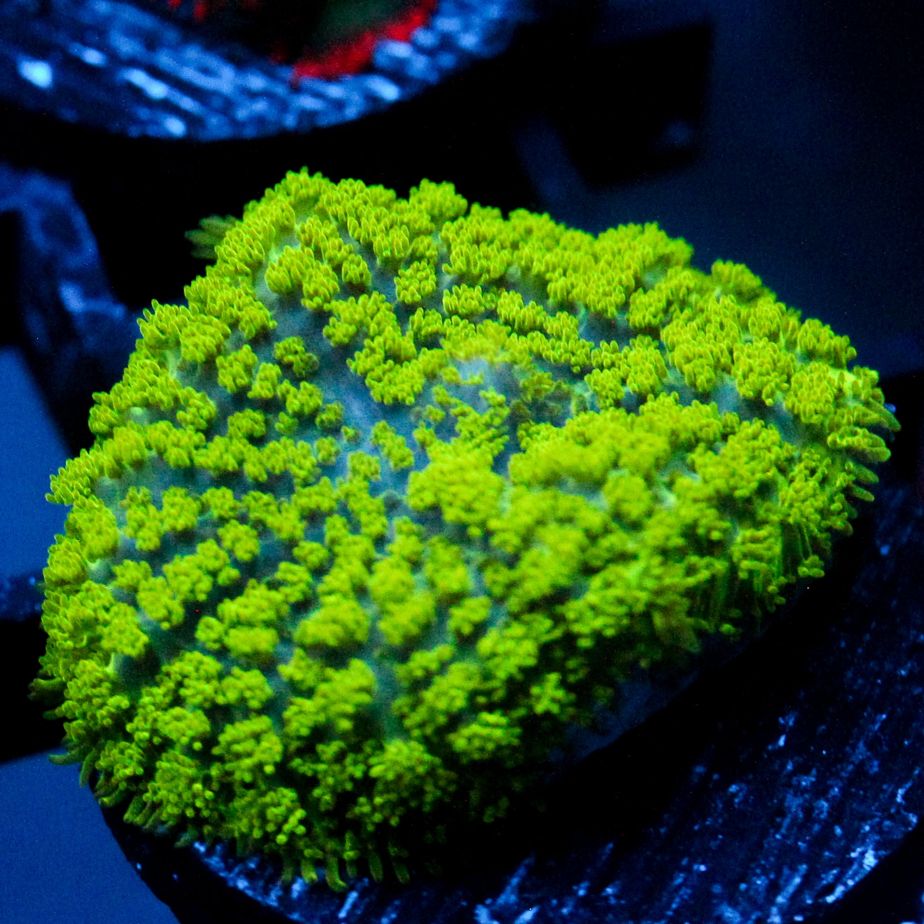 JC Neon Green Rhodactis