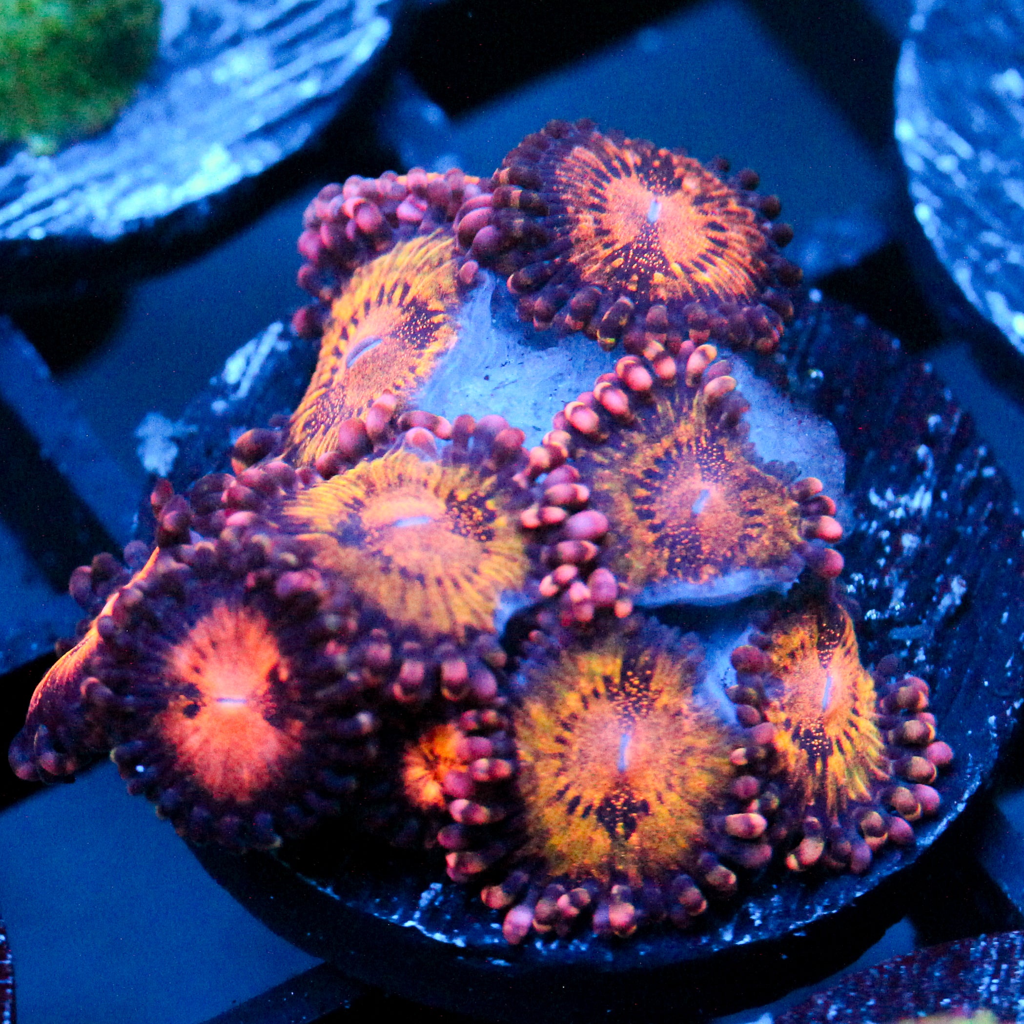 JC Speckled Kraze Zoanthid