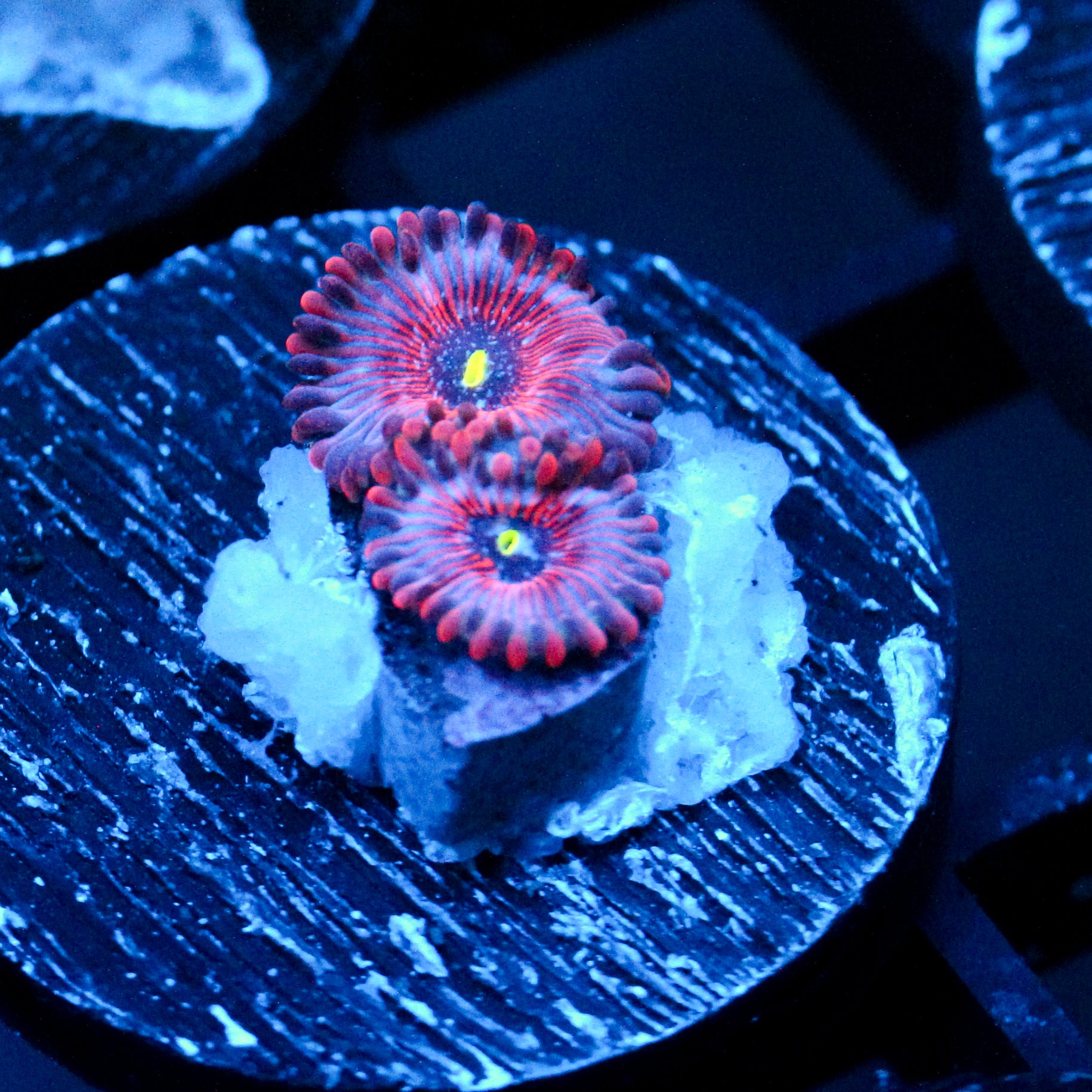 JC Agave Zoanthid