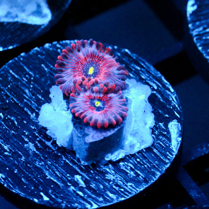 JC Agave Zoanthid