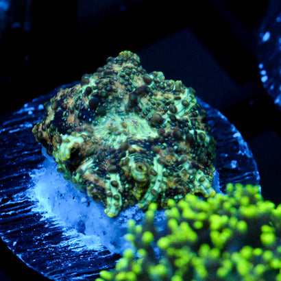 JC Mint Cheetah Discosoma