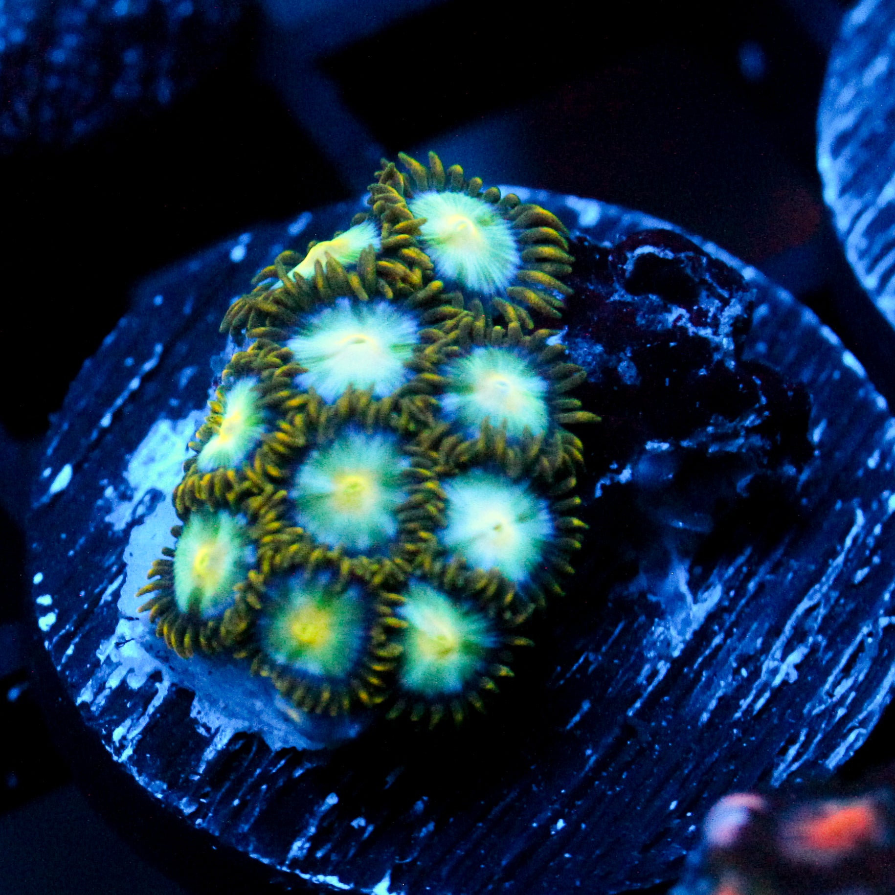 JC Saturn Zoanthid