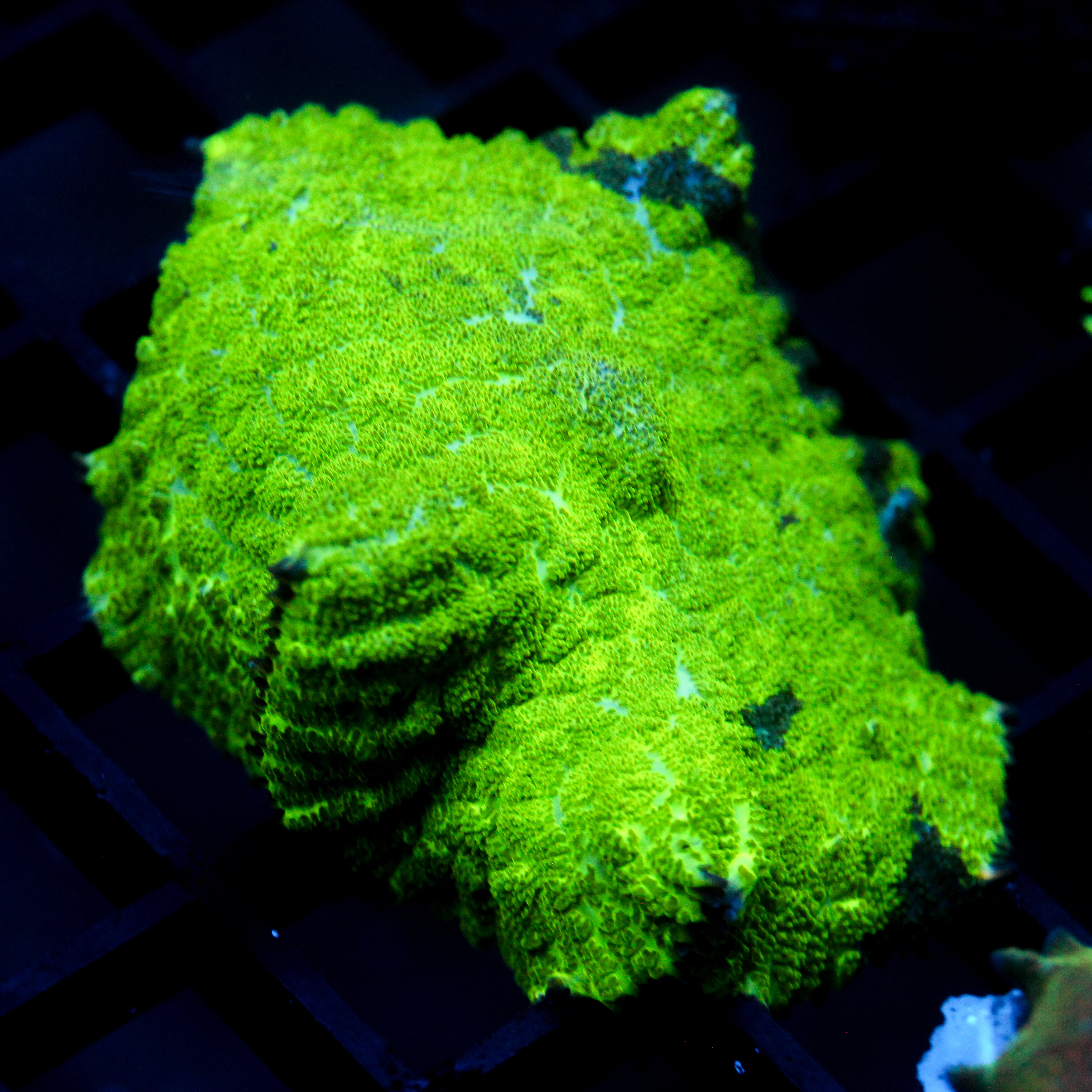 JC Kryptonite Rhodactis Mushroom