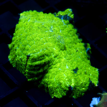 JC Kryptonite Rhodactis Mushroom