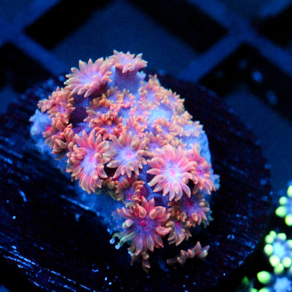 JC Branching Bernardpora