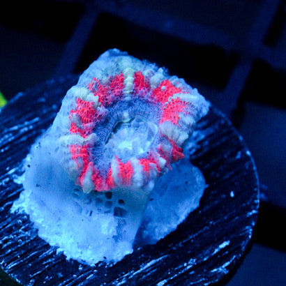 JC Blue Tiger Acan