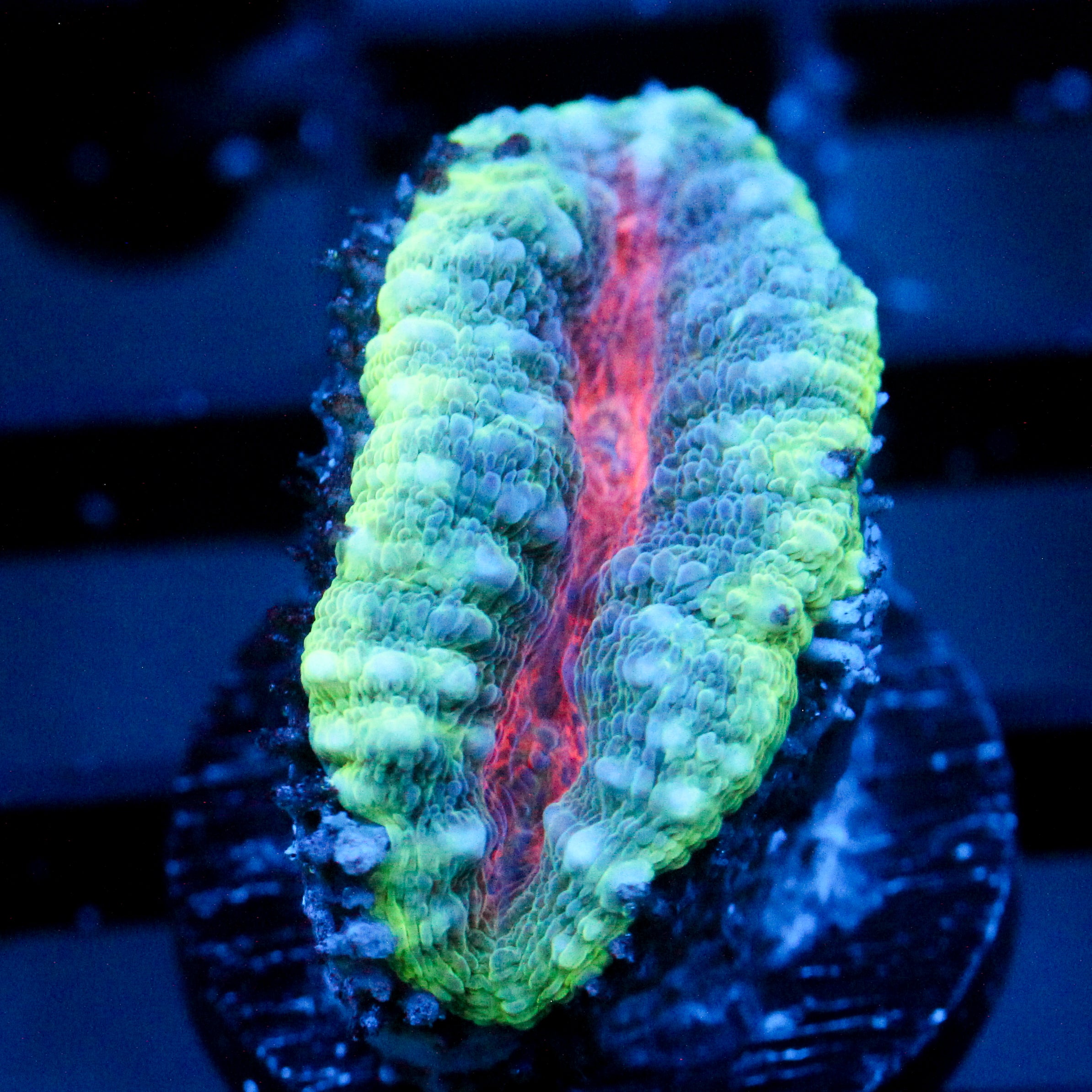 JC Jeepers Creeper Branching Lobo