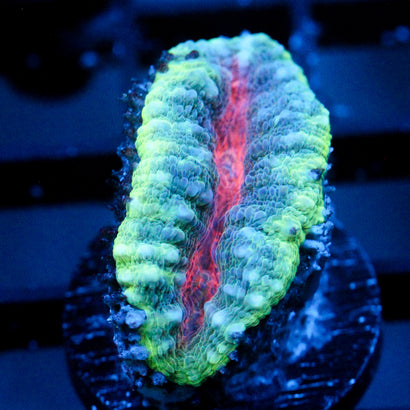 JC Jeepers Creeper Branching Lobo