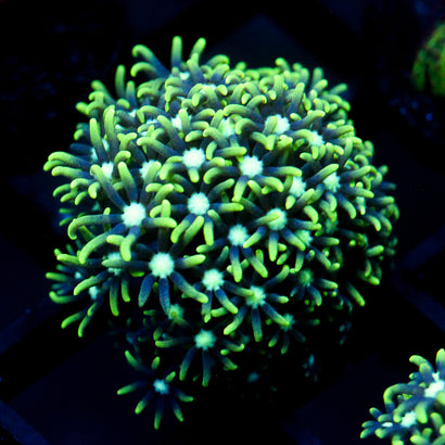 JC GSP