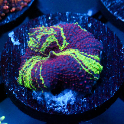 JC JC Ultra Eclectus Mushroom (Unreal Pattern)