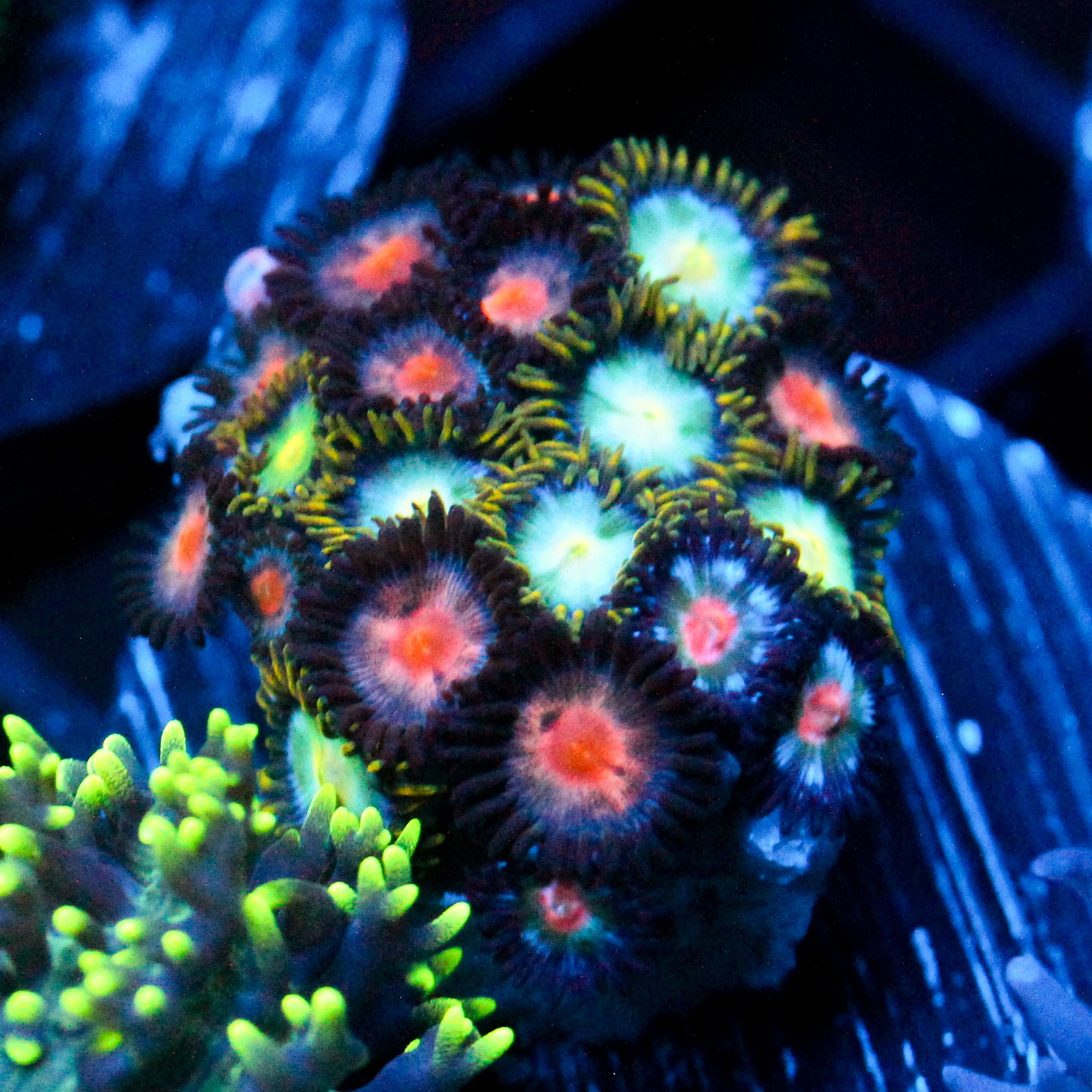 JC Epiphany+ Saturday Zoanthids
