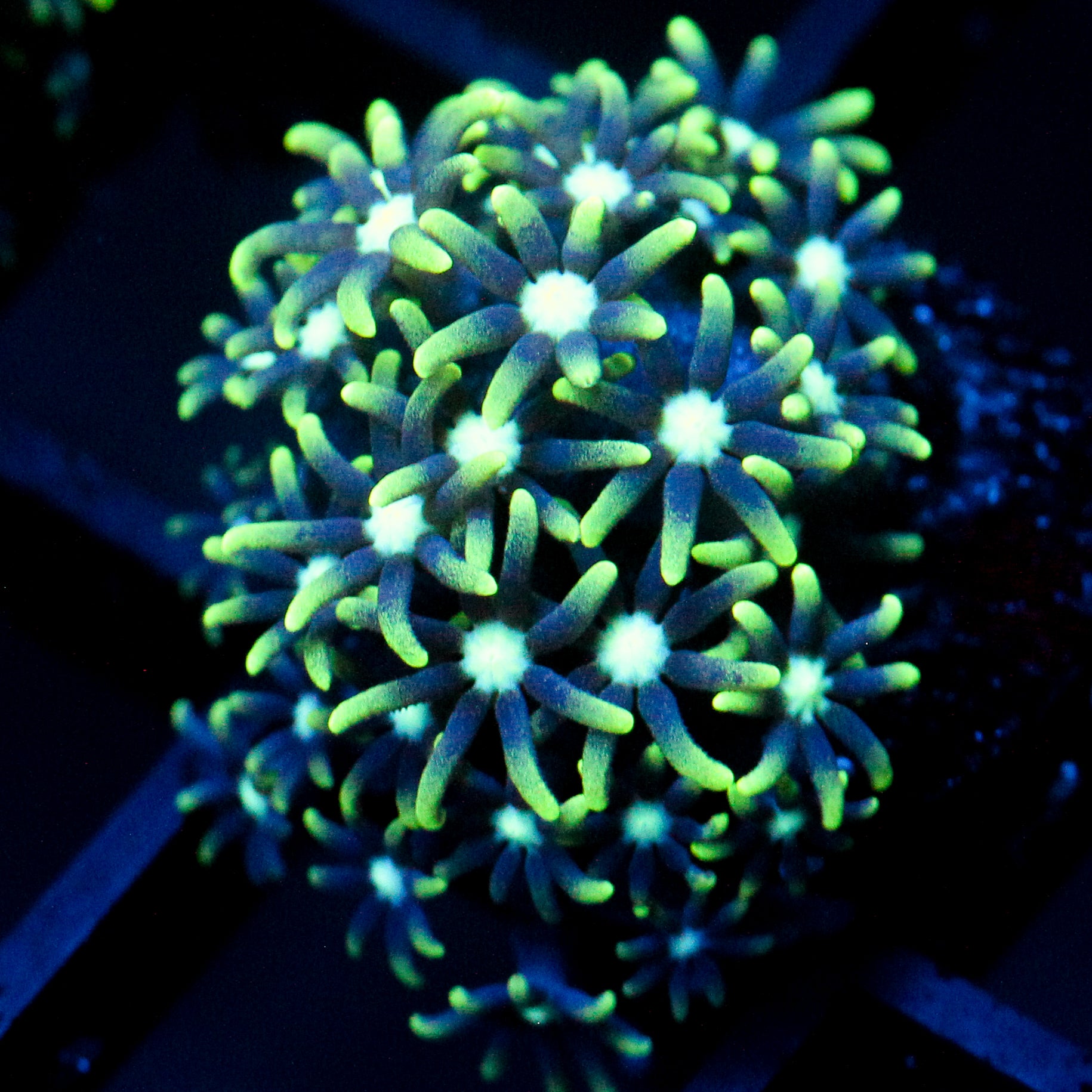 JC Star Polyp