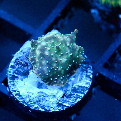 JC Blue dots Discosoma