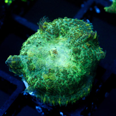 JC Lush Biome Rhodactis