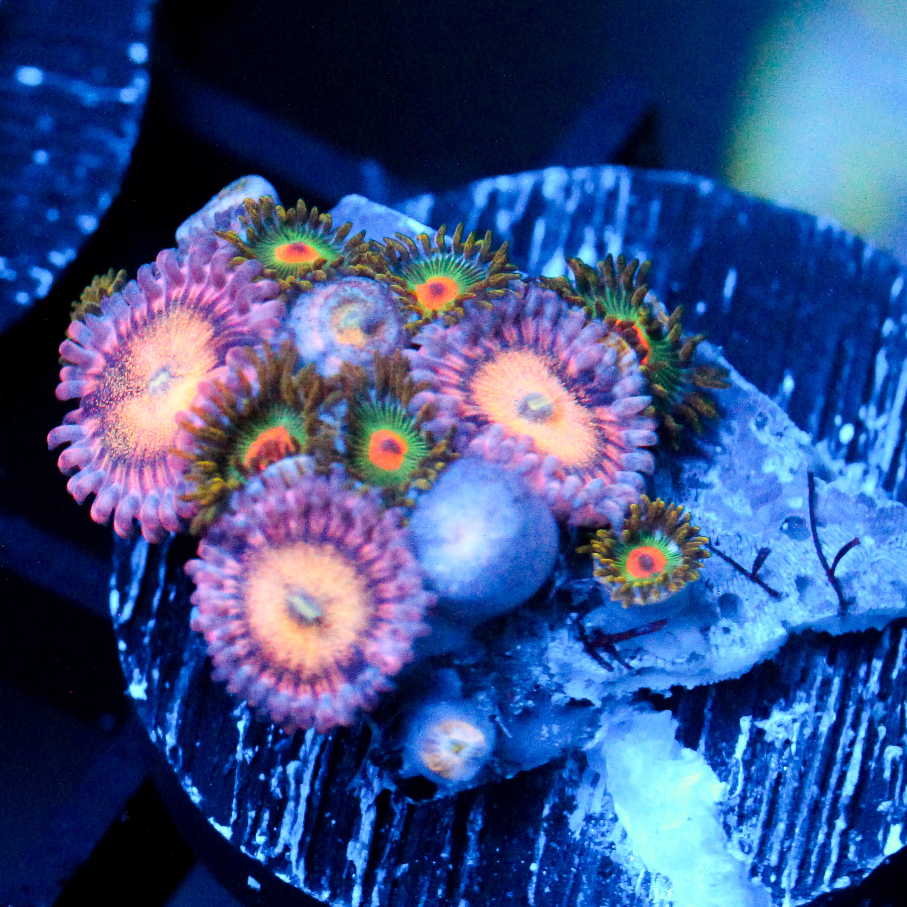 JC Mango Smoothie+ Irish Flare Zoanthid