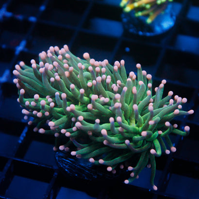 JC Cotton Candy Mini Colony