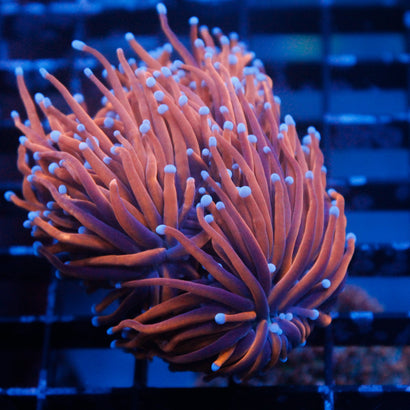 JC Goldilocks Mini Colony
