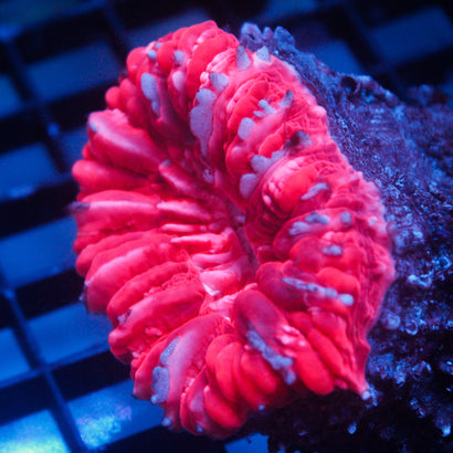 JC Candy Cane Cynaria