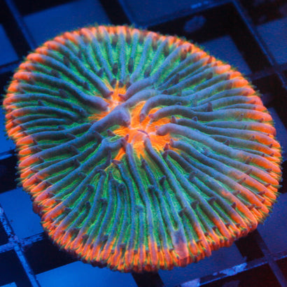 JC Whacky Watermelon Plate