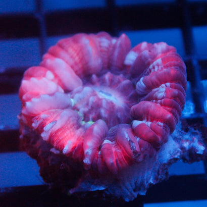 JC Candy Cane Cynaria