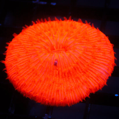 JC Jack O' Lantern Plate