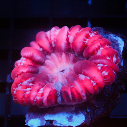 JC Candy Cane Cynaria