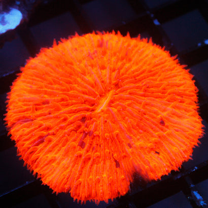 JC Jack O' Lantern Plate