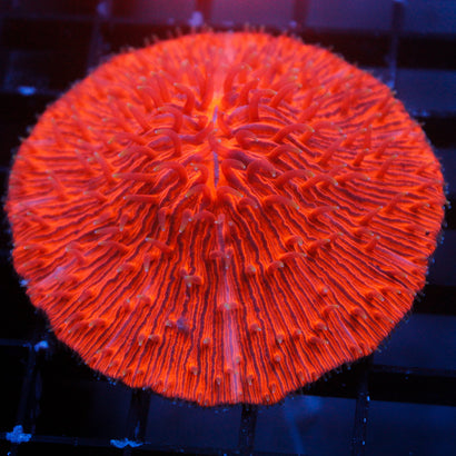 JC Lava Plate