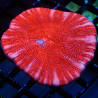 JC Red Rum Plate