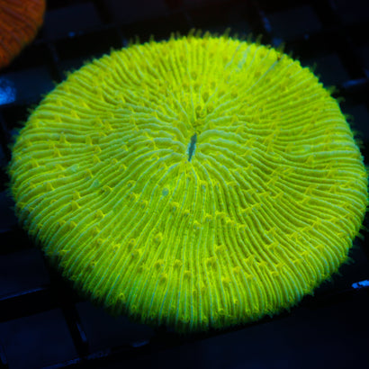 JC Toxic Green Plate
