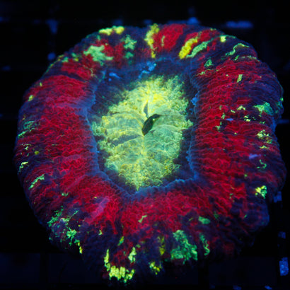 JC Ultra Rainbow Trachy