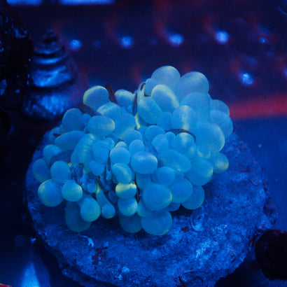 JC Bubble Coral