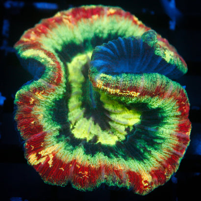 JC Ultra Rainbow Trachy