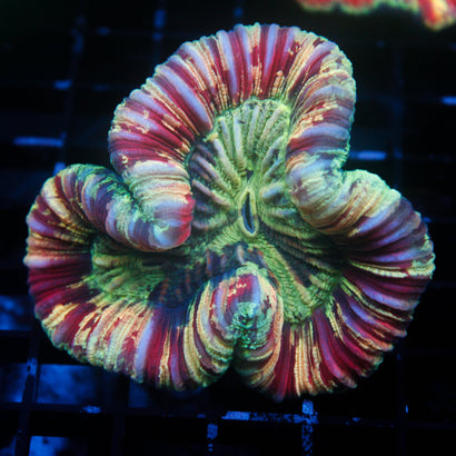 JC Ultra Rainbow Trachy