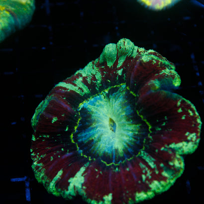 JC Ultra Rainbow Trachy